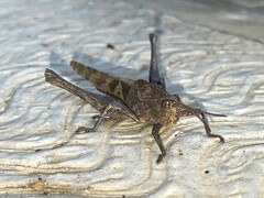 Xyleus discoideus venezuelae