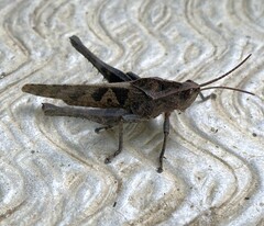 Xyleus discoideus venezuelae