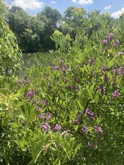 Lonchocarpus nitidus