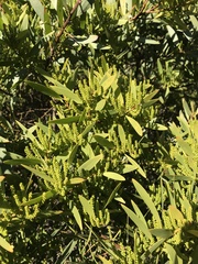 Acacia longifolia