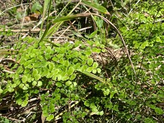 Adiantum aethiopicum