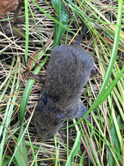 Microtus longicaudus
