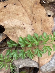 Cardamine impatiens