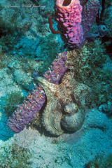 Octopus americanus