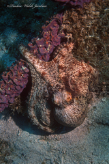 Octopus americanus