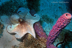 Octopus americanus
