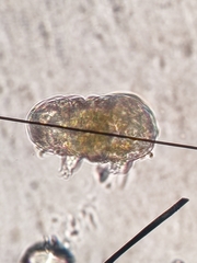 Tardigrada
