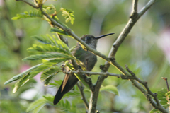 Riccordia ricordii