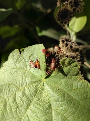 Dysdercus albofasciatus