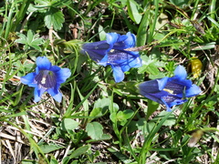 Gentiana clusii