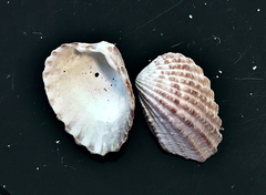 Cardites floridanus