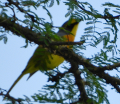 Telophorus sulfureopectus