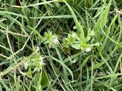 Sherardia arvensis
