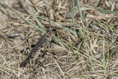 Psinidia fenestralis