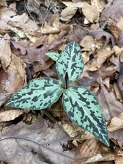 Trillium underwoodii