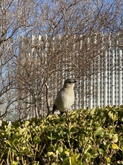 Mimus polyglottos