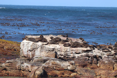 Arctocephalus pusillus pusillus