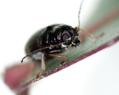 Aporocera