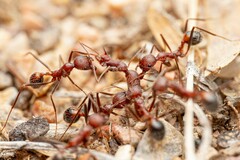 Novomessor albisetosus