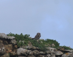 Athene noctua vidalii
