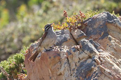 Emberiza capensis capensis