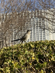 Mimus polyglottos