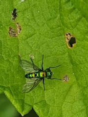 Diptera