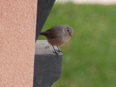 Phoenicurus ochruros