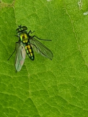 Diptera