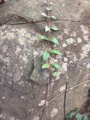 Hydrangea serratifolia