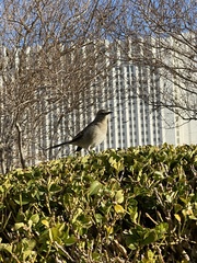Mimus polyglottos