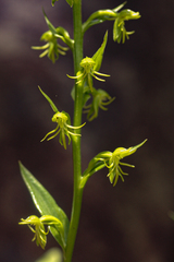 Habenaria amoena