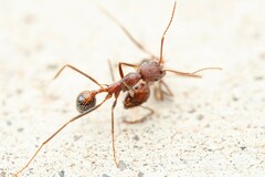 Novomessor albisetosus