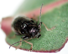 Aporocera
