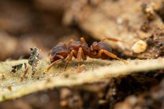 Cyphomyrmex flavidus