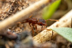Cyphomyrmex flavidus