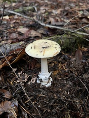 Amanita
