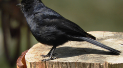Melaenornis pammelaina
