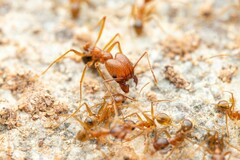 Pheidole desertorum