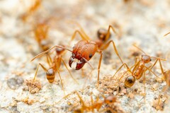Pheidole desertorum