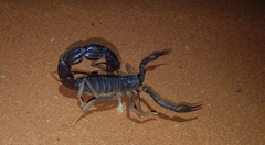 Parabuthus granulatus