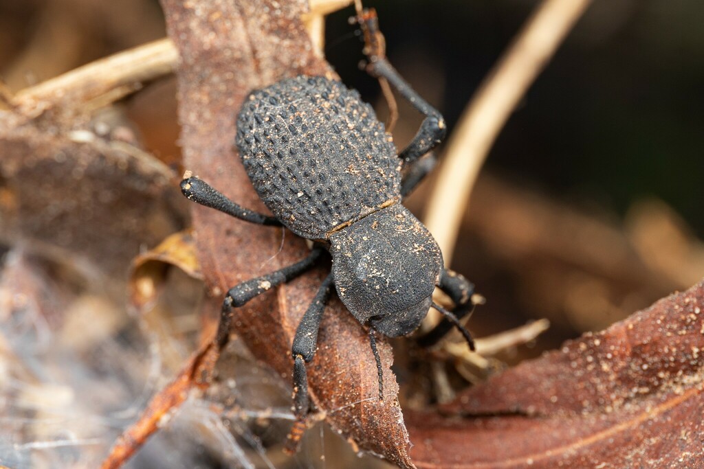 Desert Ironclad Beetle (Asbolus verrucosus) · iNaturalist