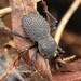Desert Ironclad Beetle - Photo (c) Jake Nitta, some rights reserved (CC BY), uploaded by Jake Nitta