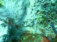 Ogcocephalus nasutus