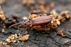 Dacoderus striaticeps