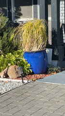 Beaucarnea recurvata