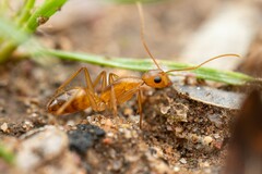 Camponotus festinatus