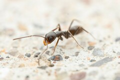 Dorymyrmex insanus