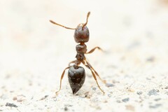Crematogaster torosa