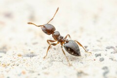 Crematogaster torosa